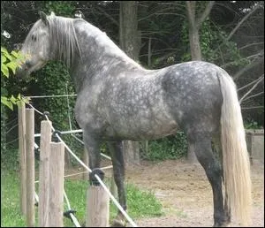 Comment s'appelle la robe du cheval ? (photo ci-jointe)