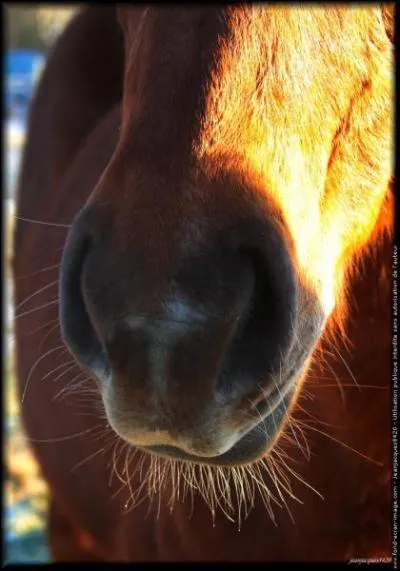 Comment se nomment les trous du nez des chevaux ?