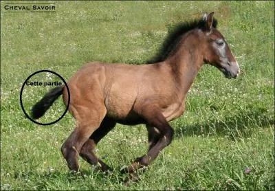 Comment s'appelle la partie du corps du cheval ? (partie entoure de la photo ci-jointe)