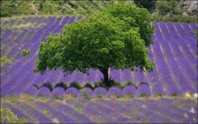 Ici, le sud de la France et particulirement le dpartement du Vaucluse (84), connu pour ses festivals et ses paysages de toute beaut. Quelle ville n'en fait pas partie ?