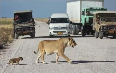 Lorsqu'un piton traverse une route, en dehors des passages clouts, ou  un feu au vert et qu'il se fait renverser par une voiture, il est civilement responsable !