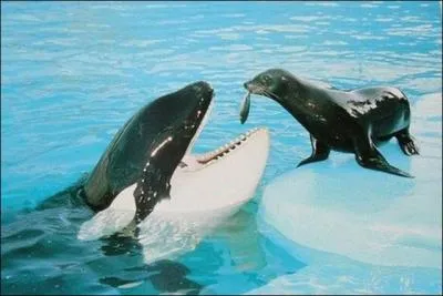 Comme vous le savez certainement, l'orque n'attaque jamais l'tre humain !