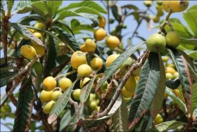 Appel aussi  Nflier du Japon , quel est cet arbre ?