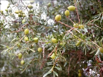 Originaire du Maroc, quel est cet arbre ?