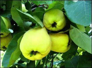 On revient dans nos vergers, quel est cet arbre ?