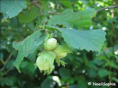 Quel est le nom de celui-ci ?