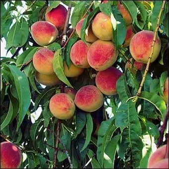 Ouf, c'est la fin du quiz avec un arbre plus connu :