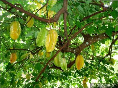 Reconnaissez-vous cet arbre dont les fruits sont trs dcoratifs ?