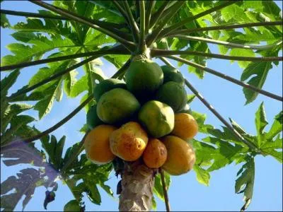 Reconnaissez-vous cet arbre ?