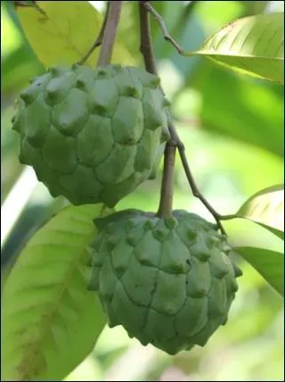Celui-ci porte des pommes canelle :