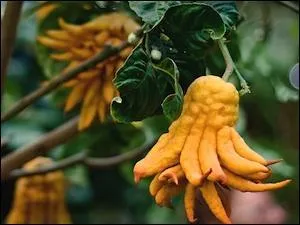 Son fruit est le cdrat :