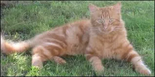 Qui est Temp�te de Sable pour Coeur de Feu ?