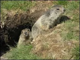 A notre approche les marmottes se sont enfu... dans leur terrier.
