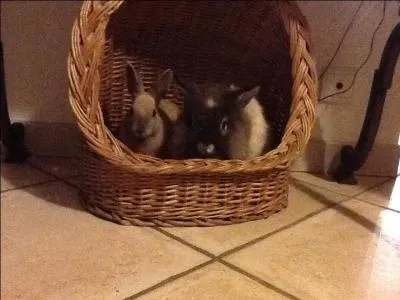 Les lapins font-ils des bisous ?