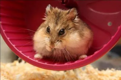 Les hamster vivent-ils longtemps ?
