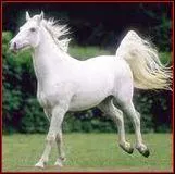 Quelle est la robe de ce cheval ?