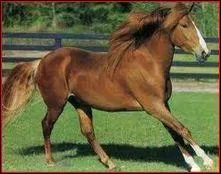 Quelle est la robe de ce cheval ?