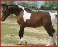 Quelle est la robe de ce cheval ?