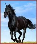 Quelle est la robe de ce cheval ?