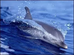 Donnez-moi l'ordre des cétacés !