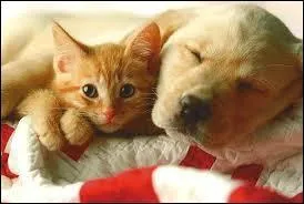 Sur combien de paires de pattes marchent les chiens et les chats ?