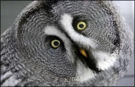 Quels sont les sept mots qui ont un pluriel en -oux ?