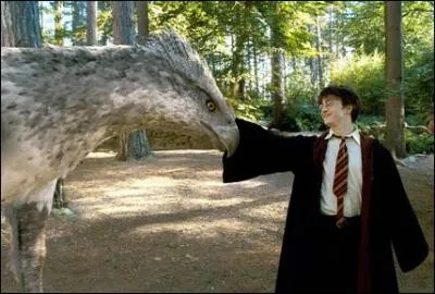 Les cours de soins aux cratures magiques sont dispenss par Rubeus Hagrid. Les sorciers tudient la faune magique et rencontrent notamment un hippogriffe nomm Buck. Que faut-il faire lorsqu'on en rencontre un ?