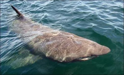 Quel requin est inoffensif pour l'homme ?