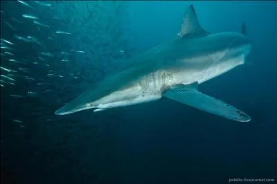 Sous le nom  commercial  de saumonette se cache quel requin ?