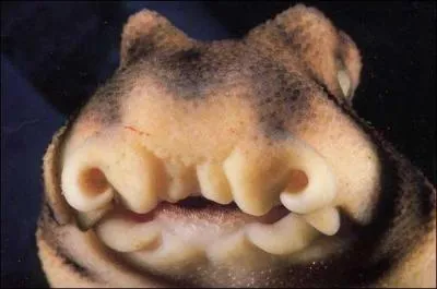 La flottabilit des requins est :