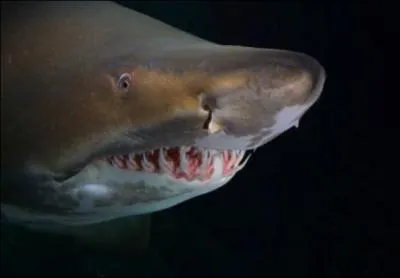 A quel requin appartient cette gueule ?