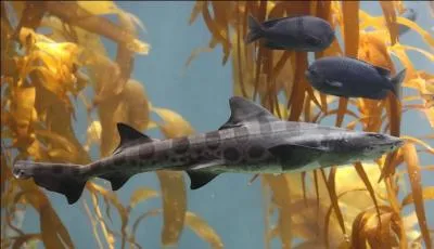 Quel est ce requin ?