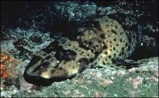 Quel est ce requin ?