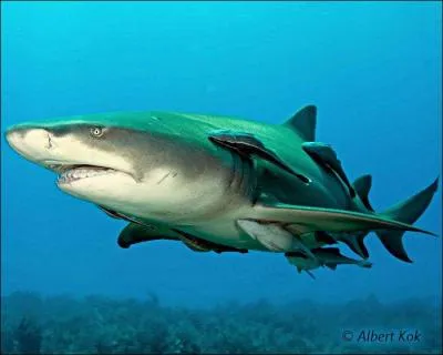 Quel est ce requin ?