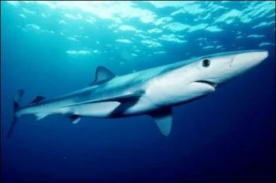 Quel ce requin ?