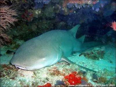 Quel est ce requin ?