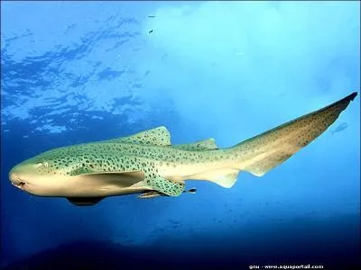 Combien d'attaques de requin sont rpertories chaque anne en moyenne ?