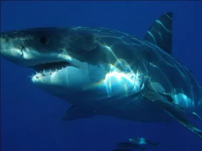 Le grand requin blanc appartient  quel ordre ?