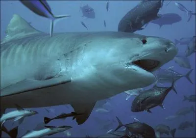 Quel est le nom scientifique du requin-tigre ?