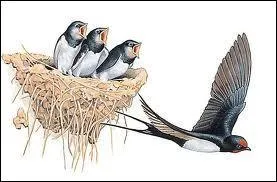 Quand j'cris le nom de cet oiseau, combien d' L dois-je mettre ?