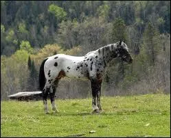 Quelle robe a ce cheval ?