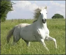 Quelle robe a ce cheval ?