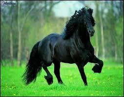 Quiz Chevaux