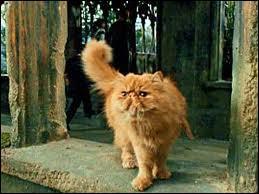 Comment s'appelle ce chat qui appartient  Hermione Granger ?