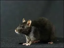 Comment s'appelle ce rat qui appartient  Ronald Weasley ? (dans Harry Potter 1  3)