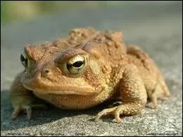 Comment s'appelle la grenouille de Neville Londubat ?