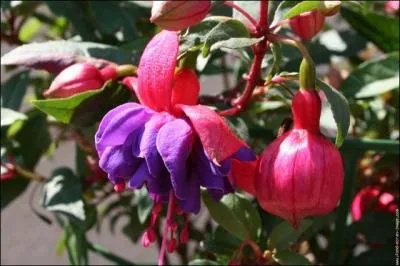 Rouge fushia, jolie couleur, mais connaissez-vous l'origine du nom de cette fleur  clochettes et  la couleur rouge violet  rose violet ?