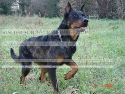 On me surnomme Bas-Rouge en raison des taches feu  l'extrmit de mes pattes. Je suis le ...