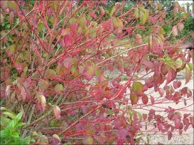Quel est cet arbuste  fruits rouges ? Cochez l'intrus.