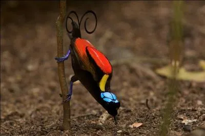 Quel est le nom de cet oiseau ?